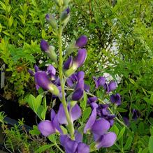 Baptisia aberrans Baptisia aberrans