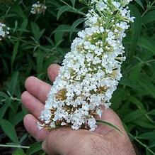 Buddleia davidii 'White Profusion'