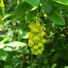 Berberis canadensis Berberis canadensis