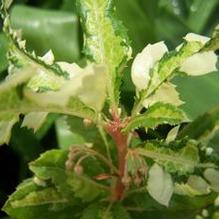 Ardisia japonica 'Amanogawa'