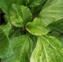 Bergenia cordifolia 'Variegata'