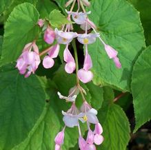 Begonia sinensis Begonia sinensis