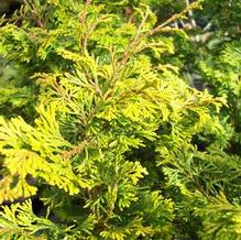 Chamaecyparis obtusa 'Golden Pillar'