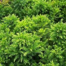 Cryptomeria japonica 'Elegans Nana'