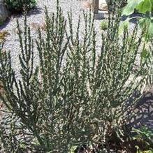 Cylindropuntia imbricata ''extra hardy'' Cylindropuntia imbricata ''extra hardy''