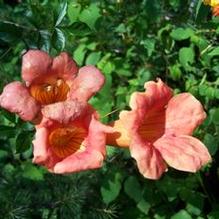 Campsis radicans 'Blizzard'