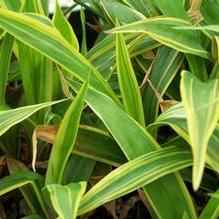 Carex siderosticha 'Surf's Up'