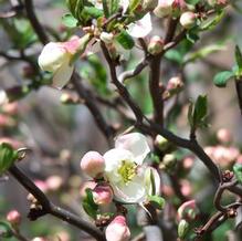 Chaenomeles speciosa 'Contorta'