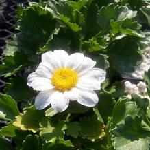 Chrysanthemum yezoense