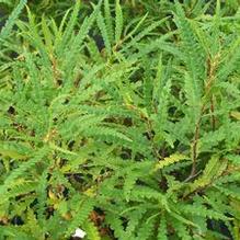 Comptonia peregrina Comptonia peregrina