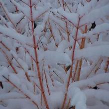 Cornus sanguinea 'Midwinter Fire (syn. 'Winter Flame')' Cornus sanguinea 'Midwinter Fire (syn. 'Winter Flame')'