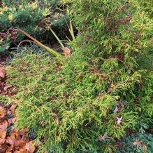 Chamaecyparis obtusa aff. 'Tsatsumi Gold / Lemon Twist' Chamaecyparis obtusa aff. 'Tsatsumi Gold / Lemon Twist'