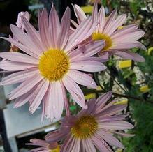 Chrysanthemum weyrichii 'Apricot' Chrysanthemum weyrichii 'Apricot'