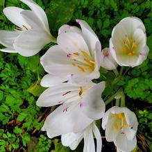 Colchicum byzantinum 'Album' Colchicum byzantinum 'Album'