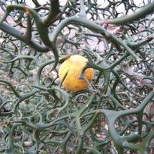 Citrus trifoliata 'Flying Dragon'