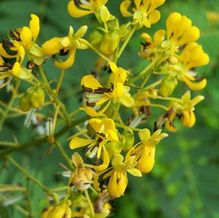 Cassia (syn. Senna) marilandica Cassia (syn. Senna) marilandica