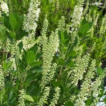 Clethra alnifolia 'Sixteen Candles'