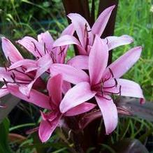 Crinum x ibolium 'Sangria'