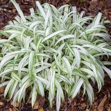 Carex siderosticha 'Snow Cap' Carex siderosticha 'Snow Cap'