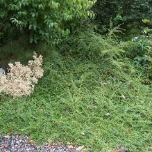 Cotoneaster salicifolius 'Repens (small leaf form)'