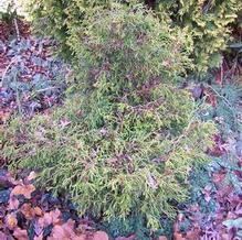 Chamaecyparis obtusa 'Tsatsumi Gold'