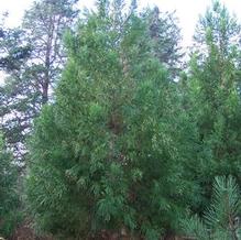 Cryptomeria japonica 'Yoshino'