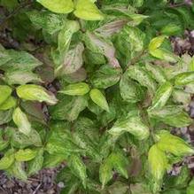 Cornus mas 'Sunstorm'