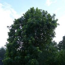 Cotinus obovatus