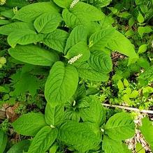 Chloranthus serratus