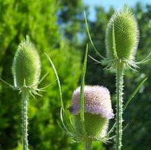 Dispacus fullonum Dispacus fullonum