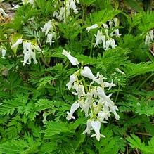Dicentra eximia 'Alba' Dicentra eximia 'Alba'