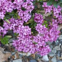 Daphne x rollsdorfii 'Wilhelm Schacht' Daphne x rollsdorfii 'Wilhelm Schacht'