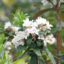 Daphne x transatlantica 'Eternal Fragrance' Daphne x transatlantica 'Eternal Fragrance'