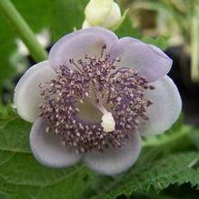 Deinanthe caerulea 'Blue Wonder'