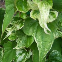 Dioscorea batatas 'Variegata' Dioscorea batatas 'Variegata'