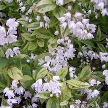 Deutzia crenata 'Variegata'