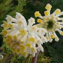 Edgeworthia chrysantha Edgeworthia chrysantha