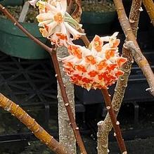Edgeworthia chrysantha 'Akebono' Edgeworthia chrysantha 'Akebono'