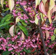 Euonymus bungeanus 'Pink Lady' Euonymus bungeanus 'Pink Lady'