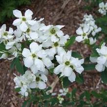 Exochorda korolkowii Exochorda korolkowii