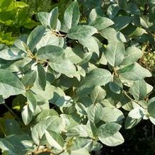 Eleagnus x 'Quicksilver' Eleagnus x 'Quicksilver'