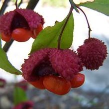 Euonymus americanus