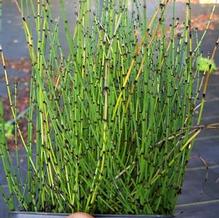 Equisetum scirpoides var. striatum