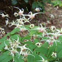 Epimedium x 'Domino'