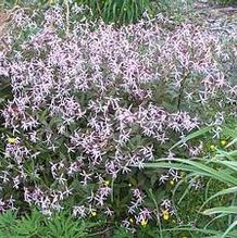 Gillenia trifoliata 'Pink Profusion' Gillenia trifoliata 'Pink Profusion'