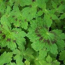 Geranium phaeum var. phaeum 'Samobor' Geranium phaeum var. phaeum 'Samobor'