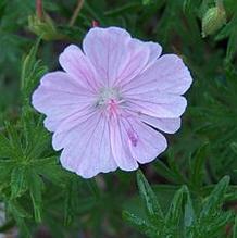 Geranium sanguineum var. lancastriense ''pink-flowered form''