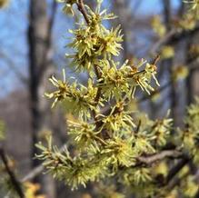 Hamamelis virginiana 'Harvest Moon' Hamamelis virginiana 'Harvest Moon'