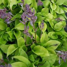 Hosta 'Appletini' Hosta 'Appletini'