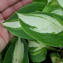 Hosta 'Chain Lightning' Hosta 'Chain Lightning'